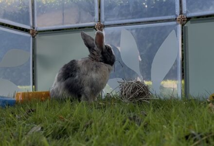 L&rsquo;installation d&rsquo;un lapin dans sa maison