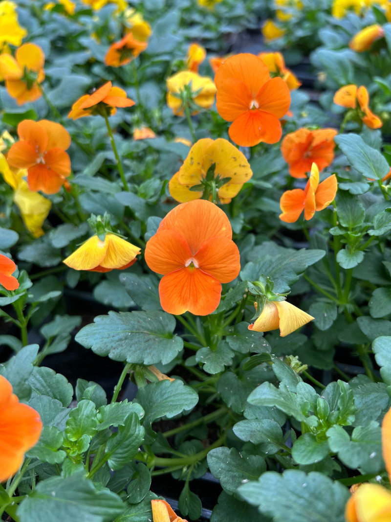 Melana et ses années de BTS