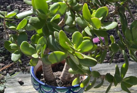 Entretenir une Crassula Ovata